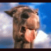 Timon