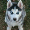 Huskey