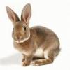 Your Bunny wrote